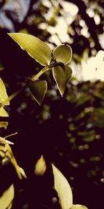 Close-up of plant leaves in lake