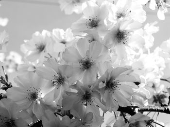 Close-up of white flowers blooming on tree