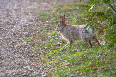 Close of rabbit on field 