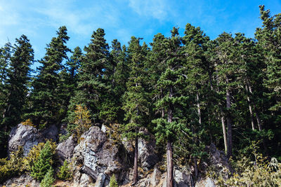 Low angle view of pine trees in forest