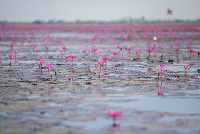 View of pink lotus water in lake