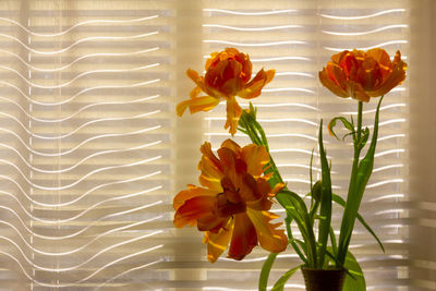 Close-up of yellow rose flower in vase