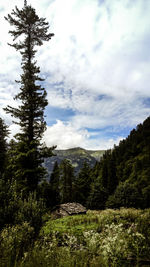 Pine trees in forest against sky