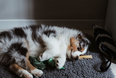 Australian shepherd puppy sleeping in the office 