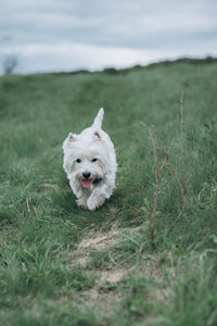 Dog running on field