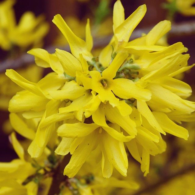 yellow, flower, petal, freshness, fragility, flower head, close-up, focus on foreground, growth, beauty in nature, nature, blooming, plant, selective focus, park - man made space, vibrant color, day, in bloom, outdoors, no people