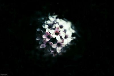 Close-up of pink flower