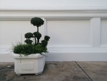 Potted plant against wall of building