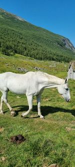 Horse grazing in field