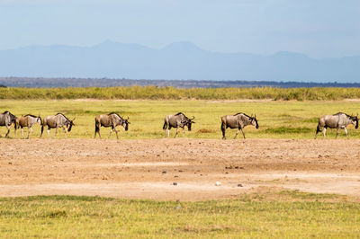 Horses in a field