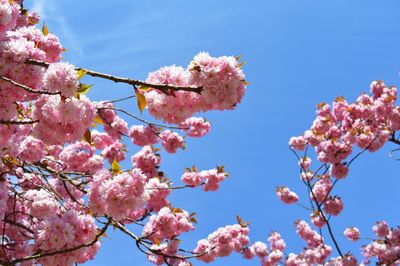 Low angle view of cherry blossoms against blue sky