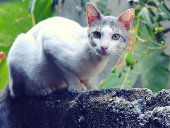 Close-up portrait of cat