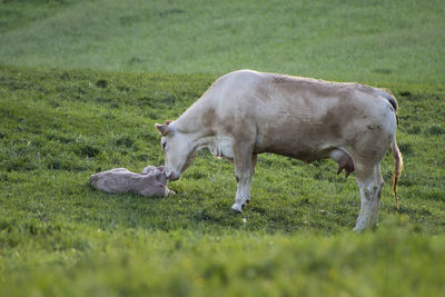 Side view of a horse on field