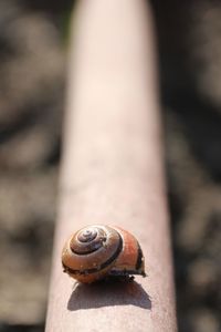 Close-up of snail