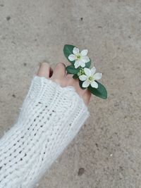 High angle view of human hand holding white flowering plant