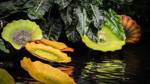 Close-up of yellow leaves floating on water