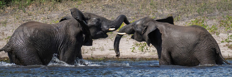 Elephant drinking water