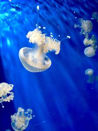 Jellyfish swimming in sea