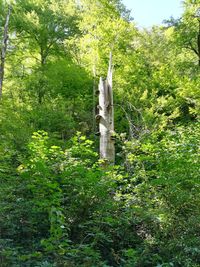 Low angle view of cross against trees in forest