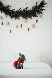 High angle view of man with dog