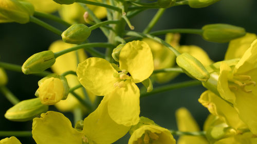 Close-up of yellow leaves