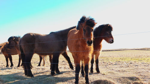 Horse standing on field