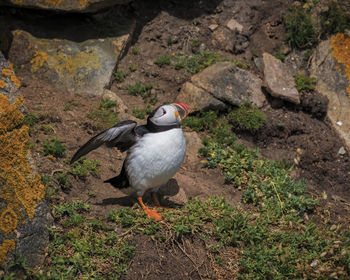 High angle view of bird perching on rock