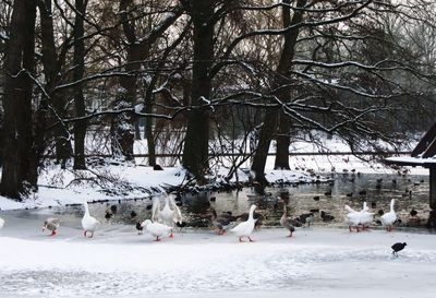 View of birds on snow covered tree