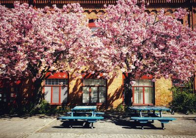 Pink cherry blossoms in spring