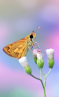 Close-up of moth pollinating on flower