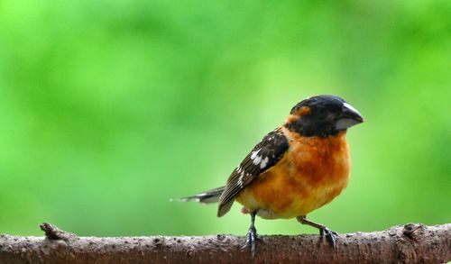 Close-up of bird perching on branch