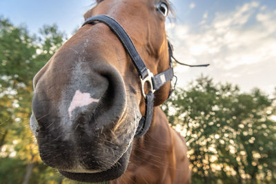 Low angle view of horse standing against trees