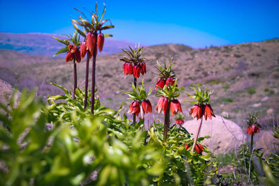 Close-up of flowering plants on field against sky