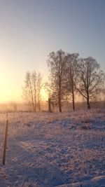 Bare trees on snow field against clear sky