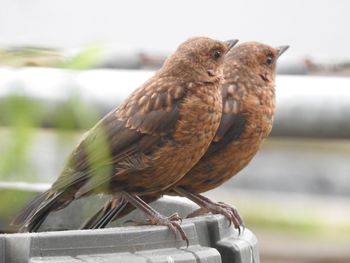 Close-up of bird perching outdoors