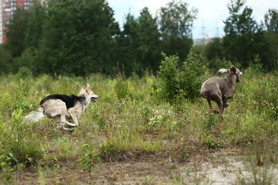 Sheep and dog on field