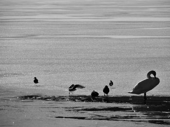 Birds by lake