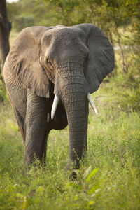 Elephant standing in a field