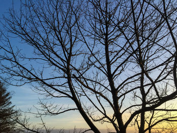 Low angle view of bare trees against sky