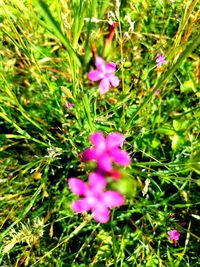 Close-up of pink flowering plant in field