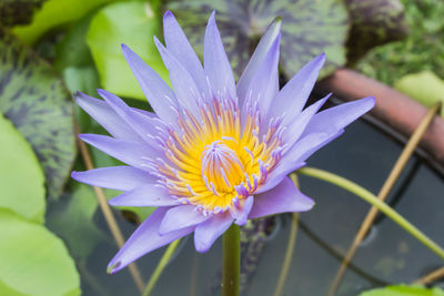 Close-up of purple water lily