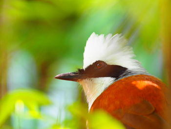 Close-up of a bird