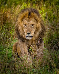 Lion in grass