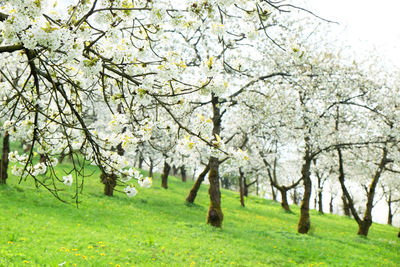 Trees and apple blossoms in spring