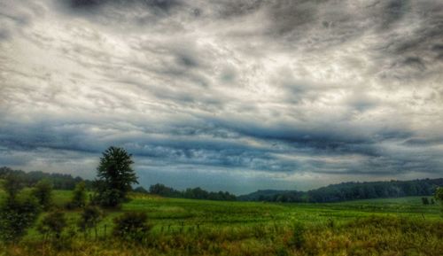 Scenic view of trees on field against sky