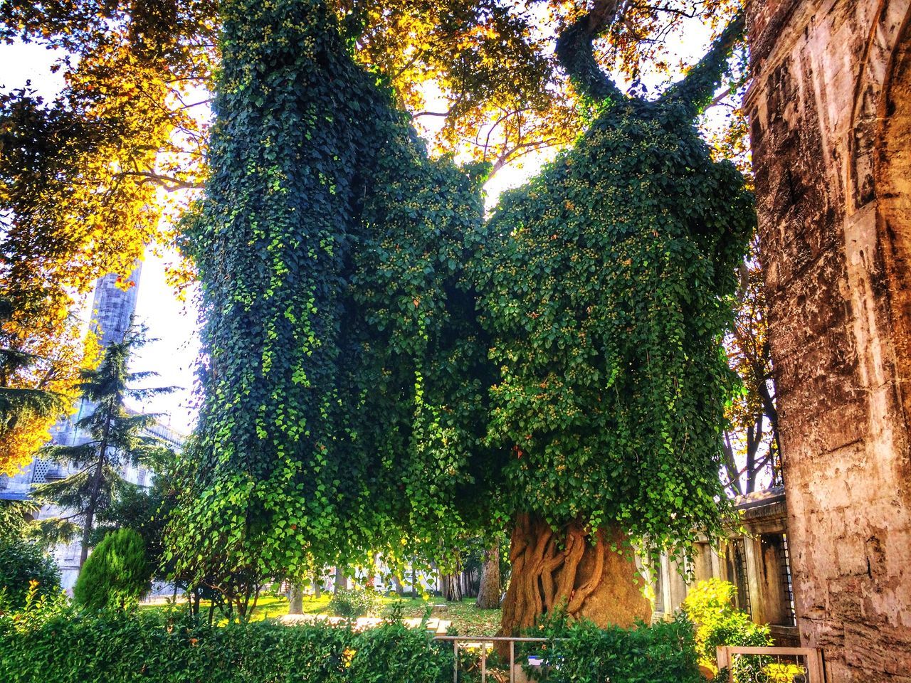 tree, growth, branch, tree trunk, green color, low angle view, nature, leaf, growing, tranquility, day, beauty in nature, sunlight, outdoors, lush foliage, green, no people, forest, plant, clear sky