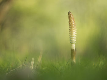 Close-up of plant on field