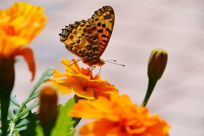 Close-up of butterfly pollinating on flower