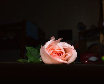 Close-up of rose flower