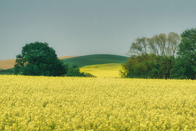 Scenic view of field against clear sky